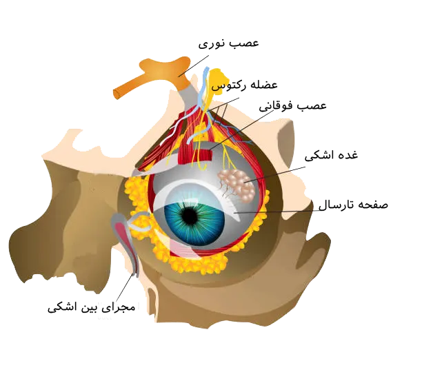 آناتومی اچشم - جراحی اربیت چشم
